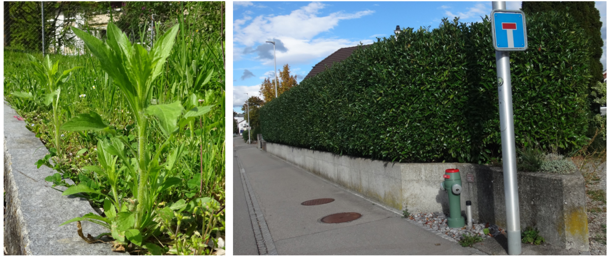 Neophyten-Freiwilligeneinsatz