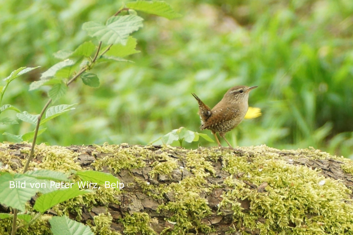 Streifzug einheimischer Vogelarten Streifzug einheimischer Vogelarten