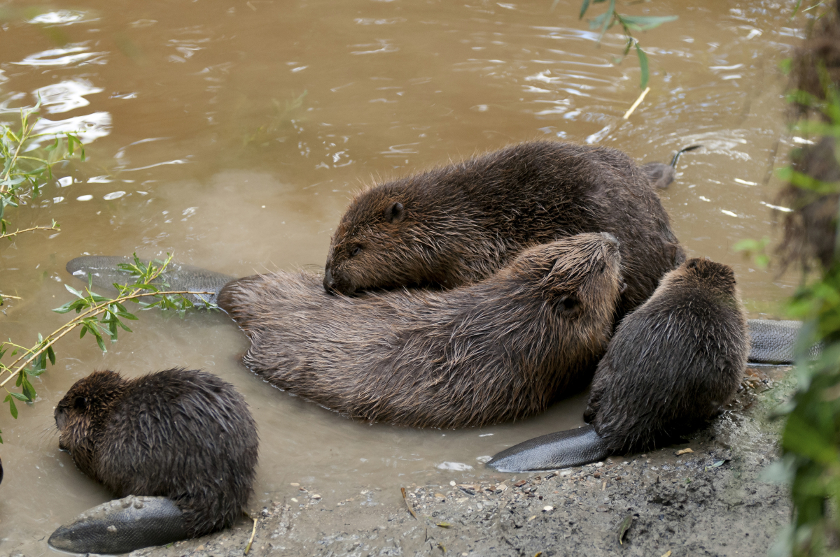Auf den Spuren des Bibers in der Belpau Auf den Spuren des Bibers in der Belpau