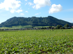 Sanierung Belpbergstrasse (Bereich Hangrutsch)