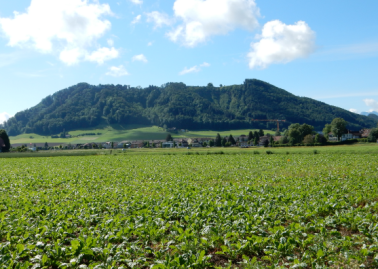 Sanierung Belpbergstrasse (Bereich Hangrutsch)