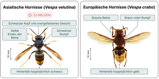 Asiatische Hornisse: Gefahr für Bienen und Mensch