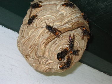 Asiatische Hornisse: Gefahr für Bienen und Mensch